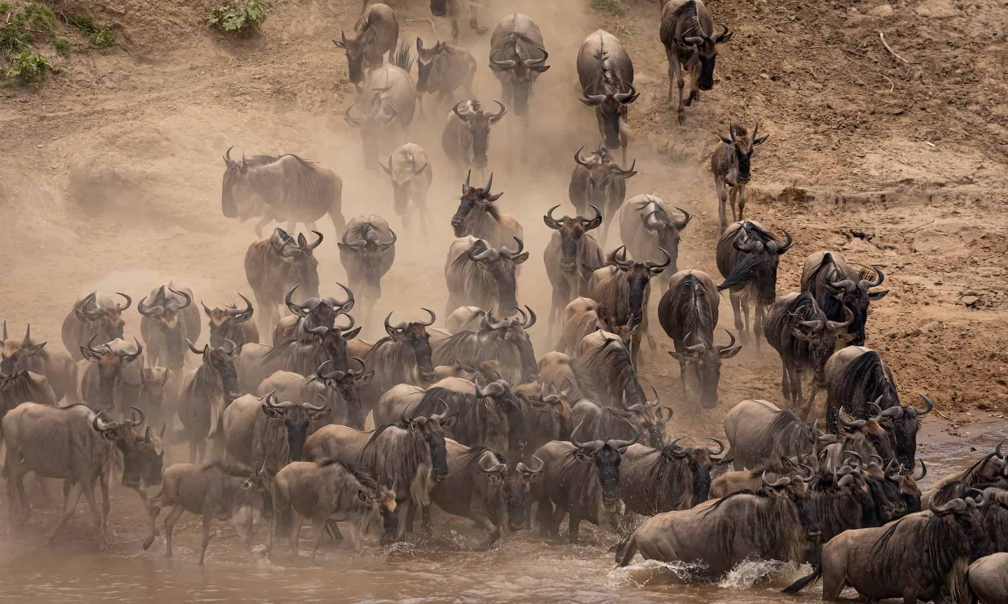the-great-migration-in-africa.jpg